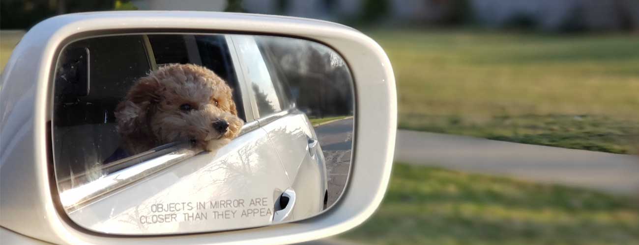 dog in the car